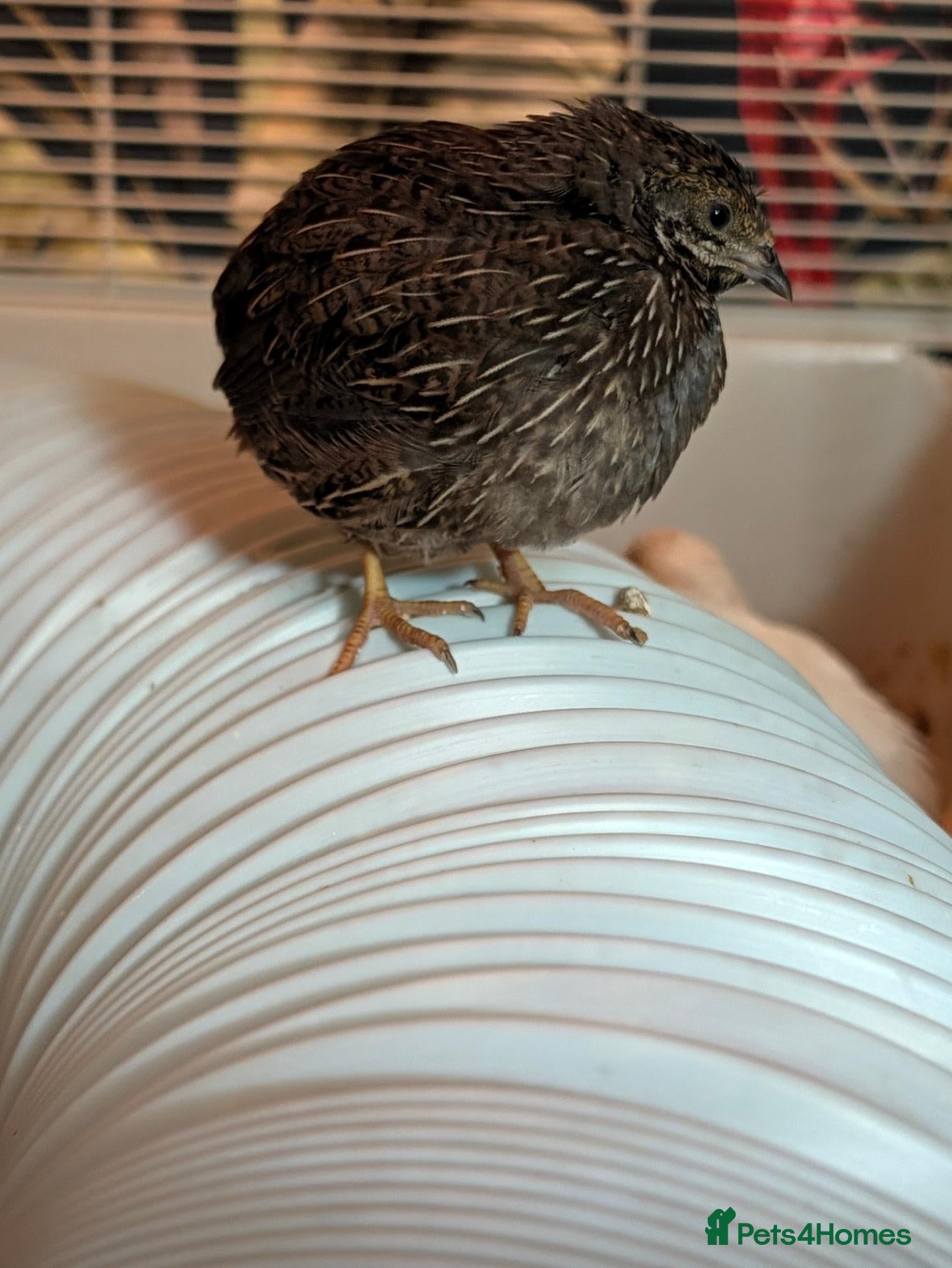 Quail poultry for sale: Chinese painted quail/ button quail  - Advert 2