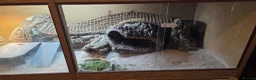 Bearded Dragon reptiles for sale: Thor adult bearded dragons with full viv set up in Cwmbran - Advert 2