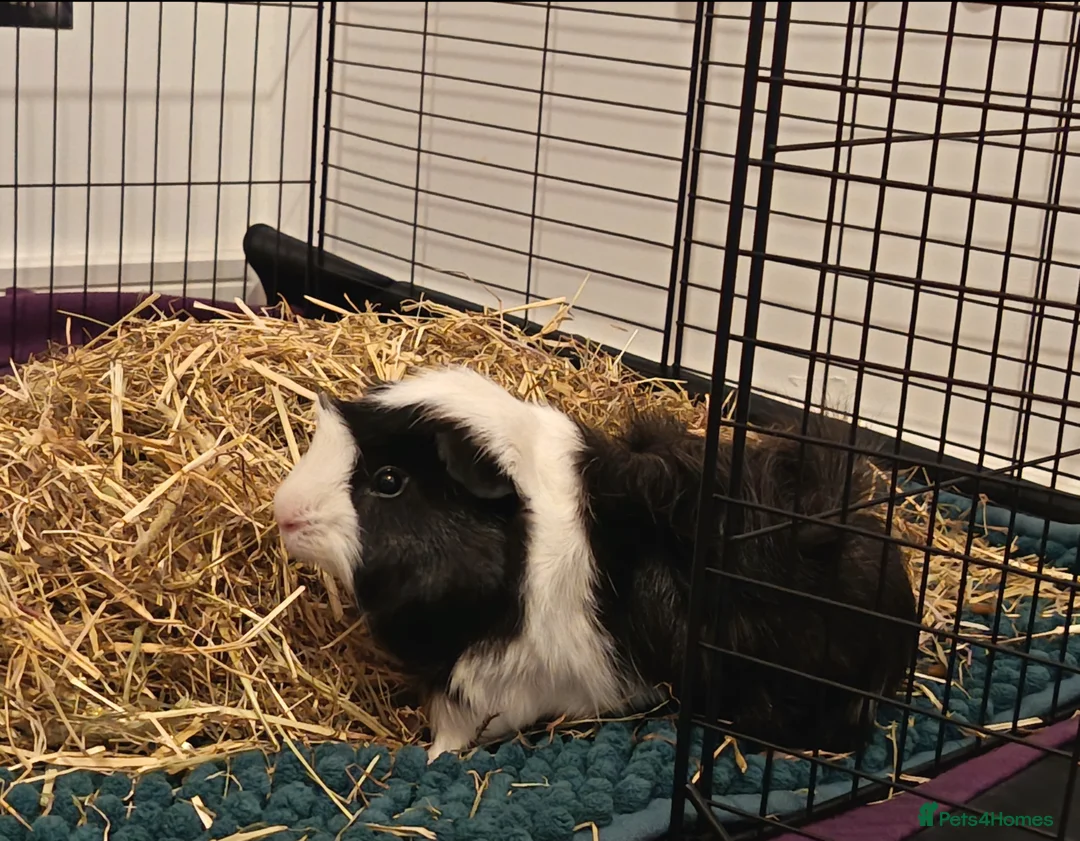 Guinea Pig rodents for sale: 2 lovely bonded guinea pigs 🐹 with equipment - Advert 4