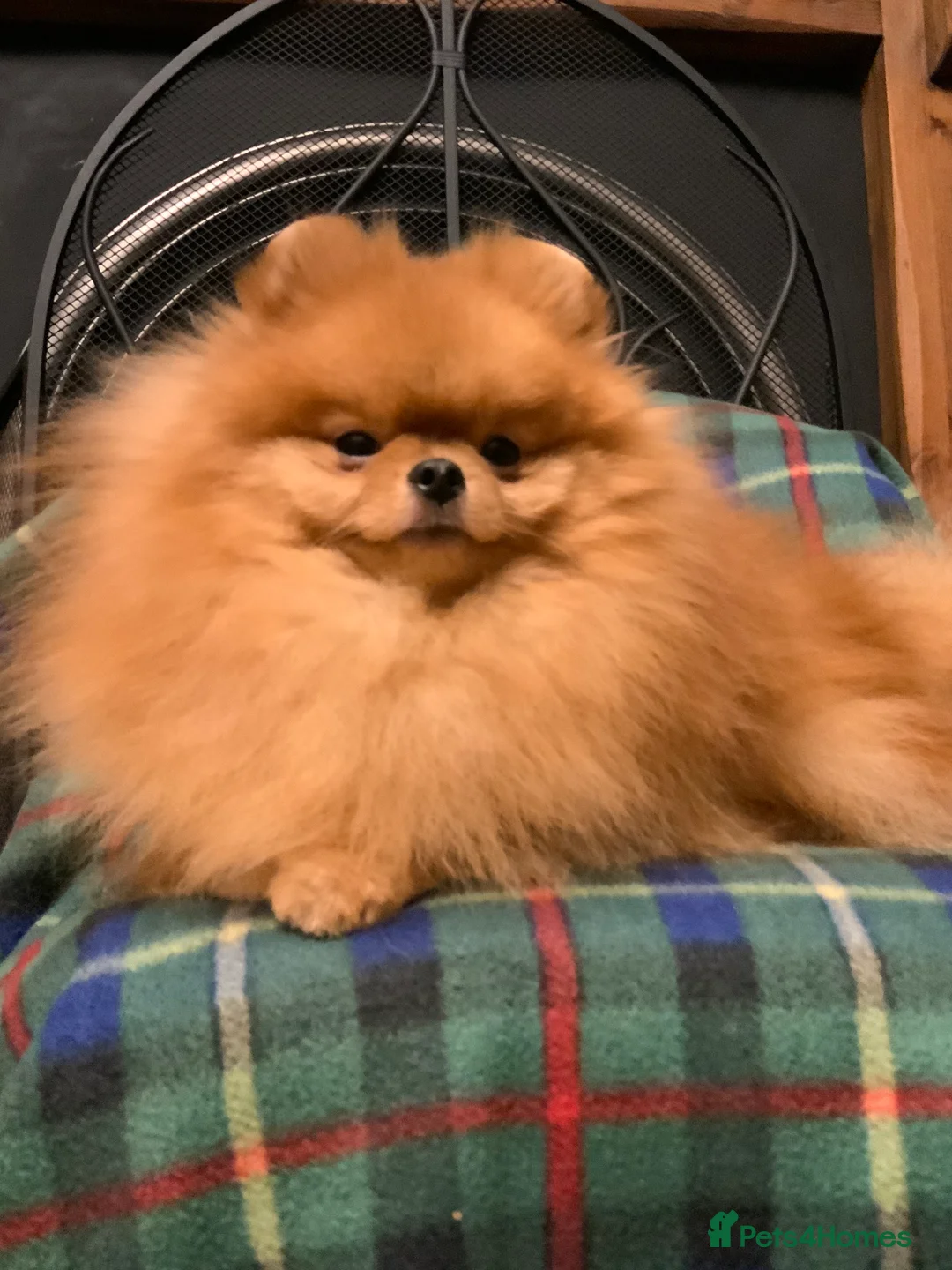 Pomeranian dogs for stud: Stunning orange sable boy for stud in Lanark - Advert 8