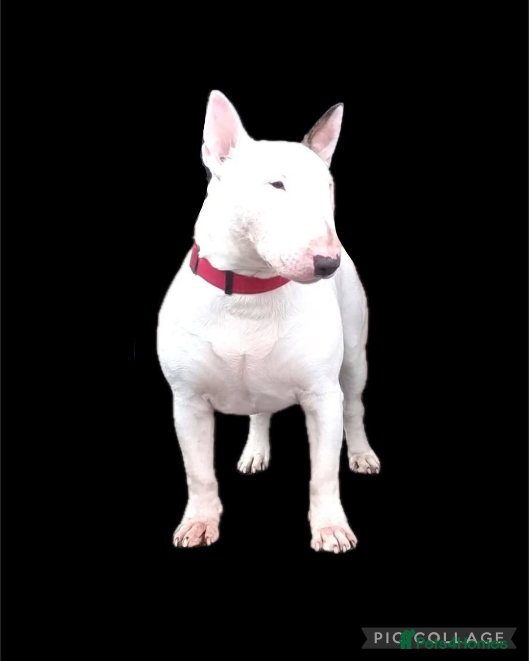 English Bull Terrier dogs for stud: Amazing boy for stud in Liverpool - Advert 2