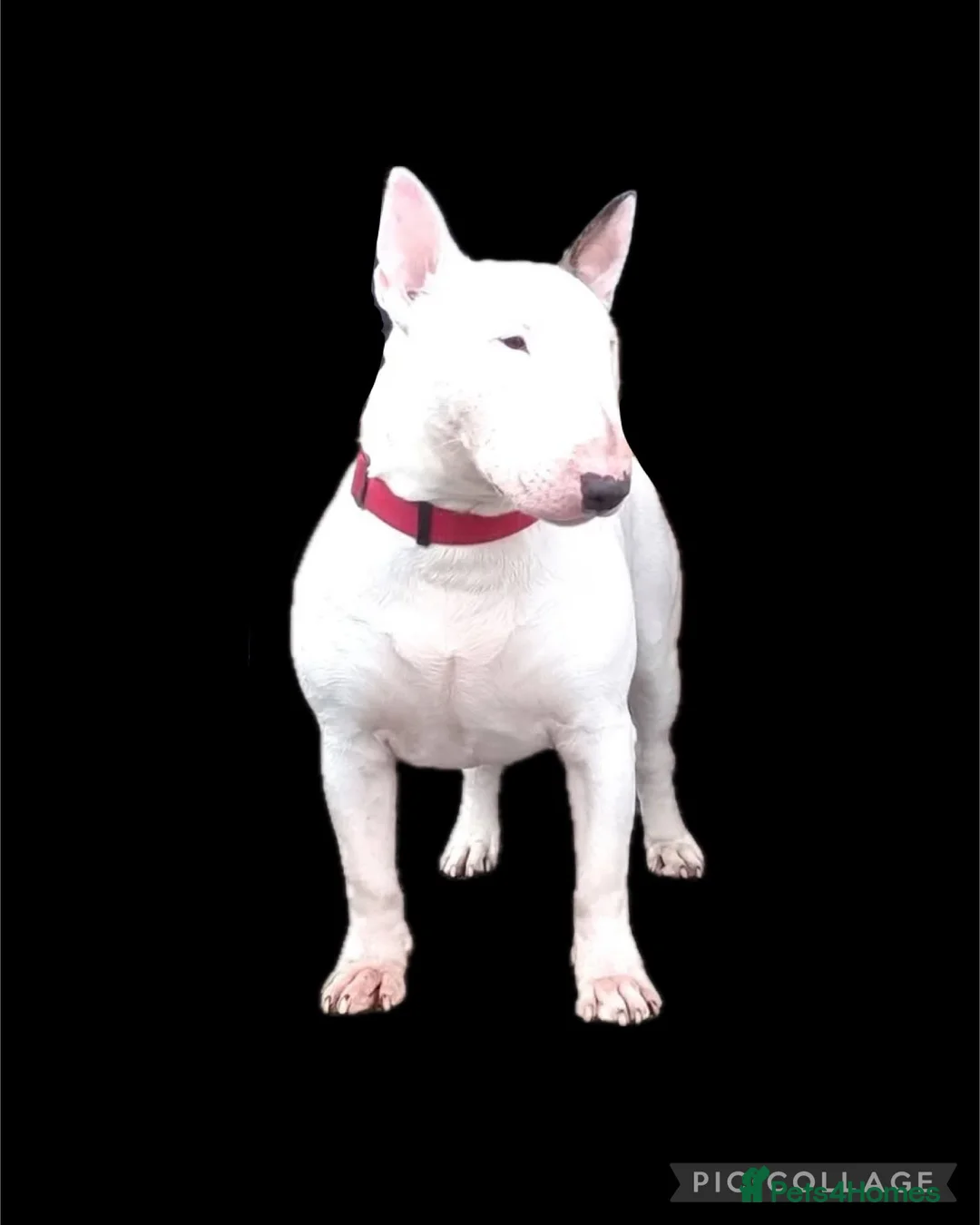 English Bull Terrier dogs for stud: Amazing boy for stud in Liverpool - Advert 2