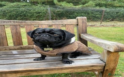 Pug dogs for sale: Black Pug named Bob 2 years 6 months to rehome - Image 3