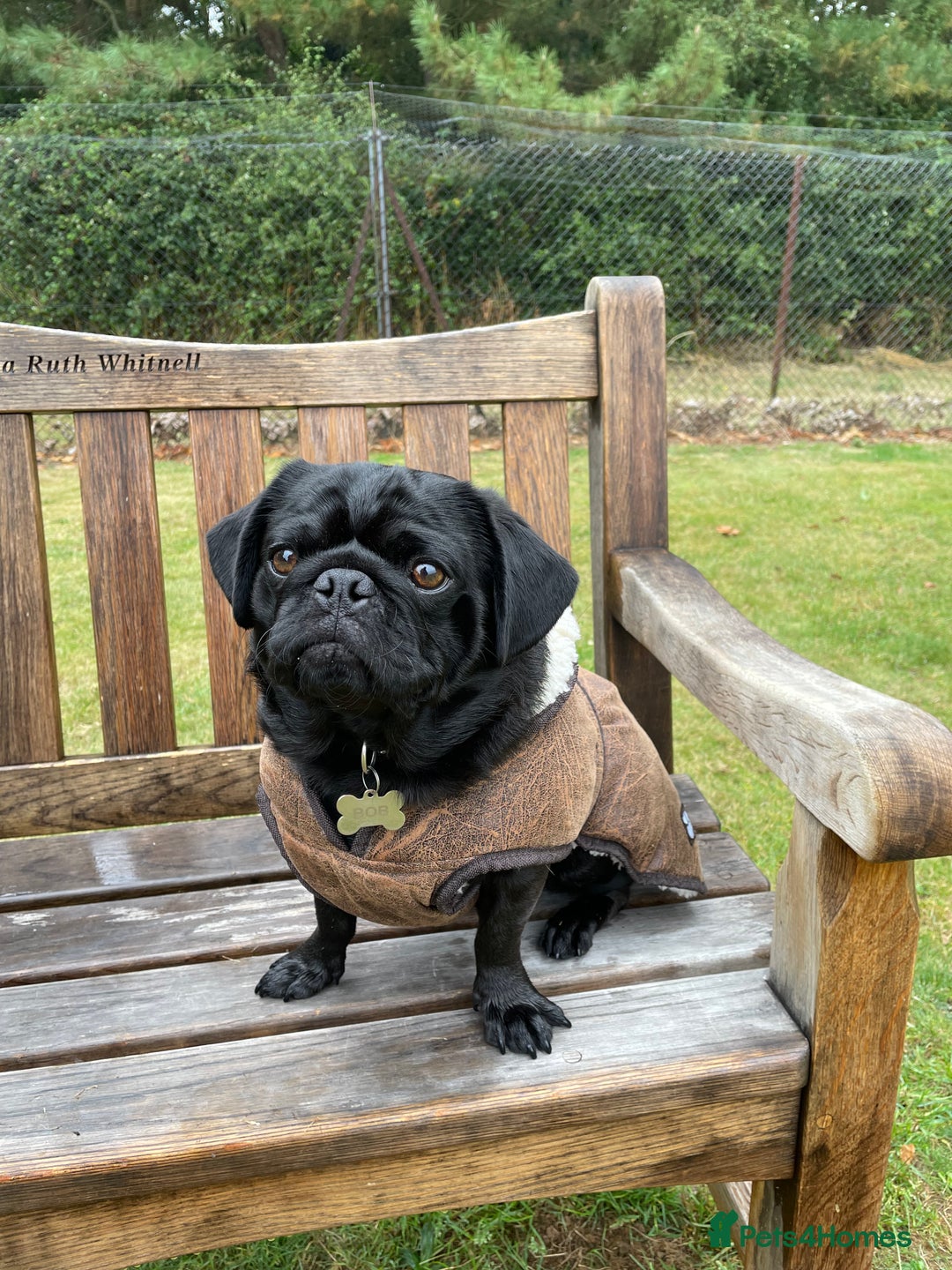 Pug dogs for sale: Black Pug named Bob 2 years 6 months to rehome - Image 3