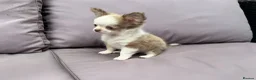 Chihuahua dogs for sale: **PRICE REDUCTION** 🐾🩶 READY TO GO LAST TINY BOY - Advert 7