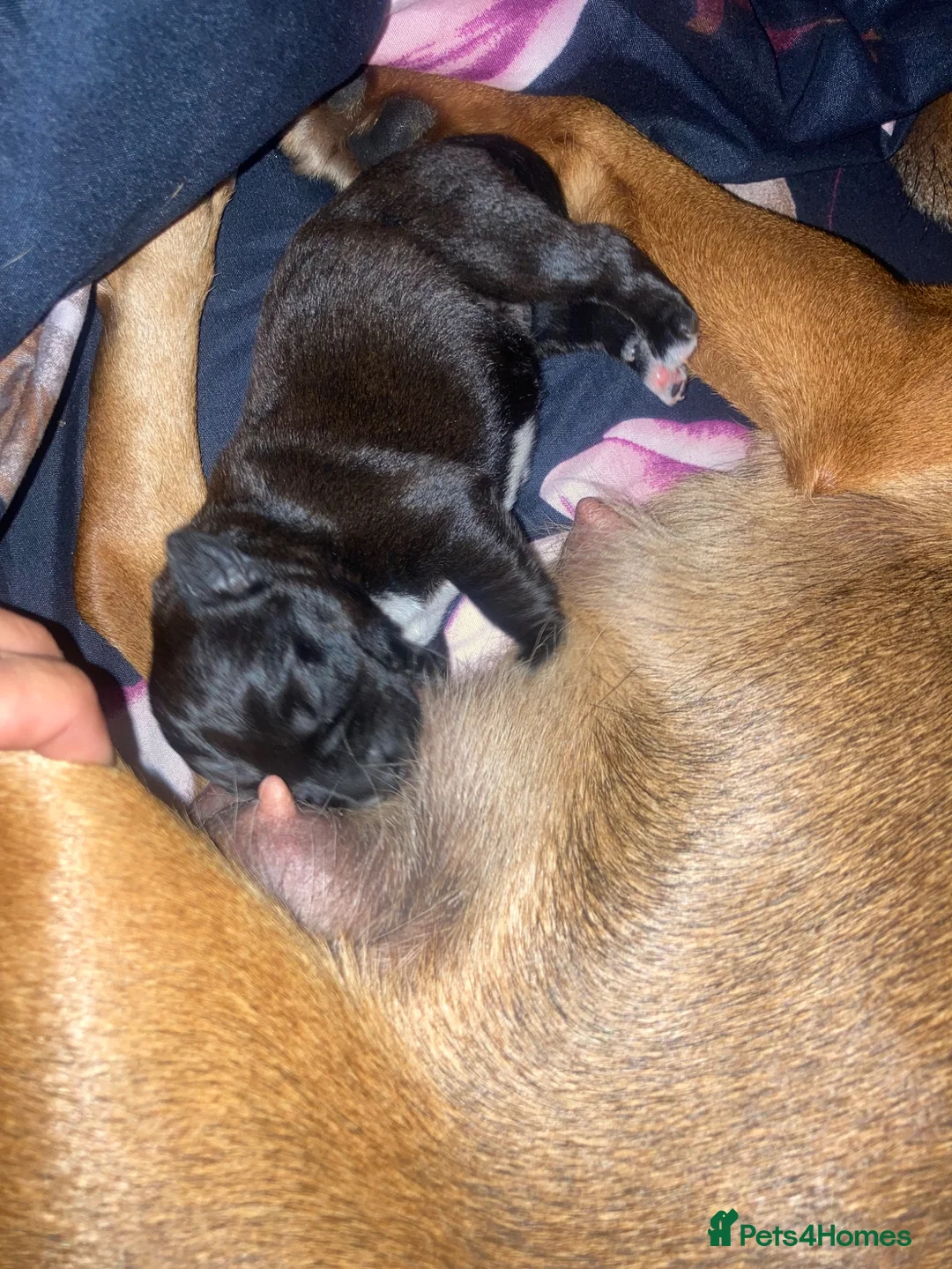Mixed Breed dogs for sale: Patterdale cross  in Poole - Advert 2