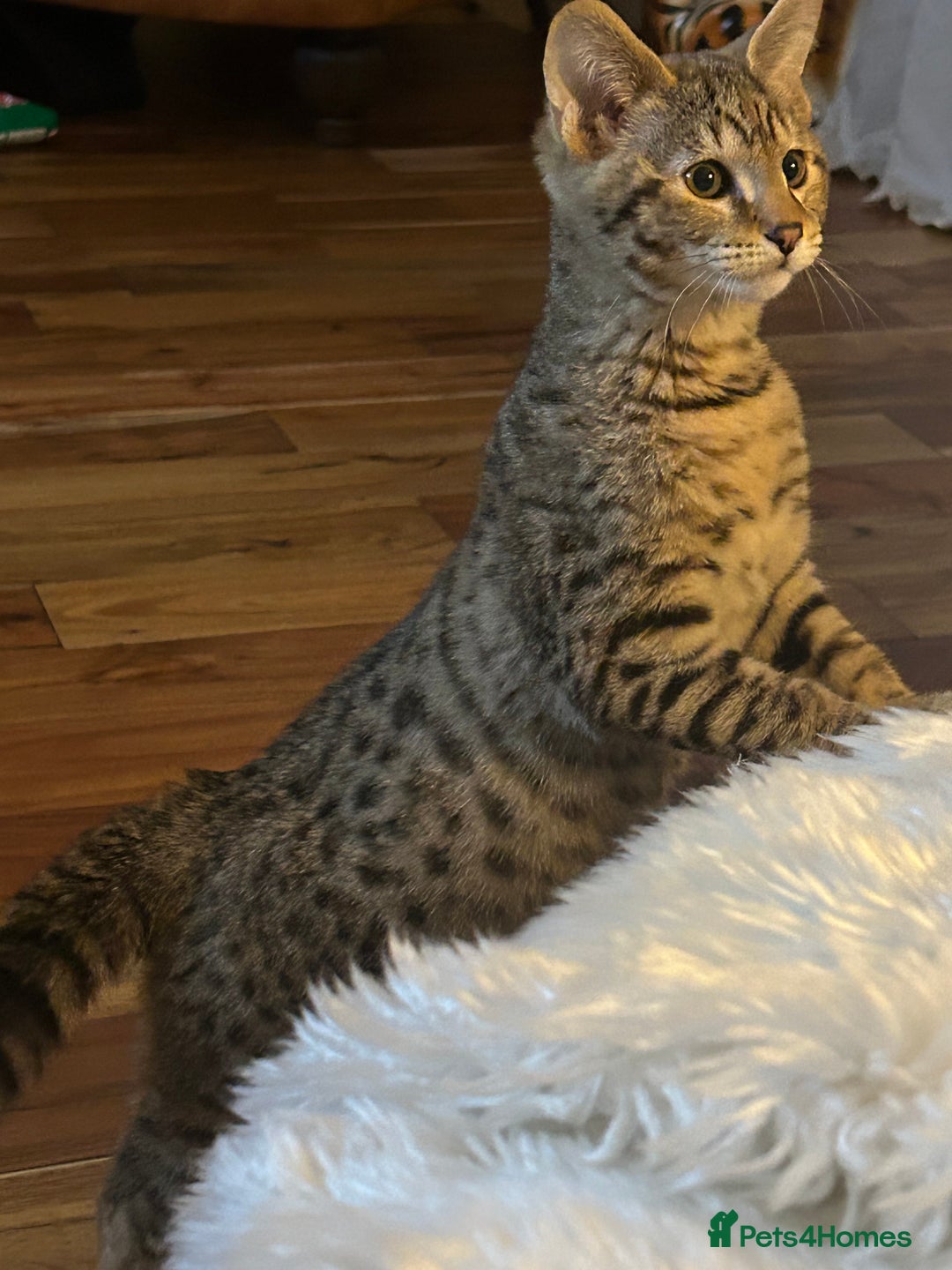 Savannah cats for sale: F2 Savannah  - Advert 2