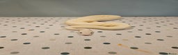 Python Snake reptiles for sale: 4x Royal Pythons for sale - Advert 5