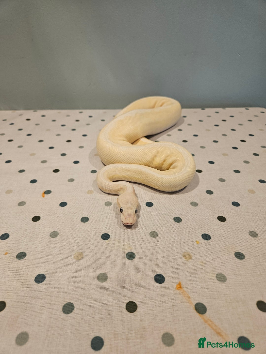 Python Snake reptiles for sale: 4x Royal Pythons for sale - Image 5
