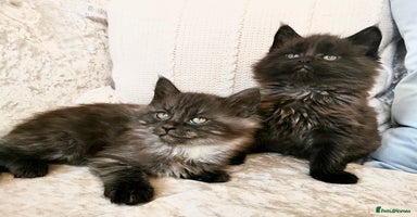 Maine Coon cats - Advert 16
