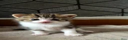 Mixed Breed cats for sale: kittens for sale - Advert 2