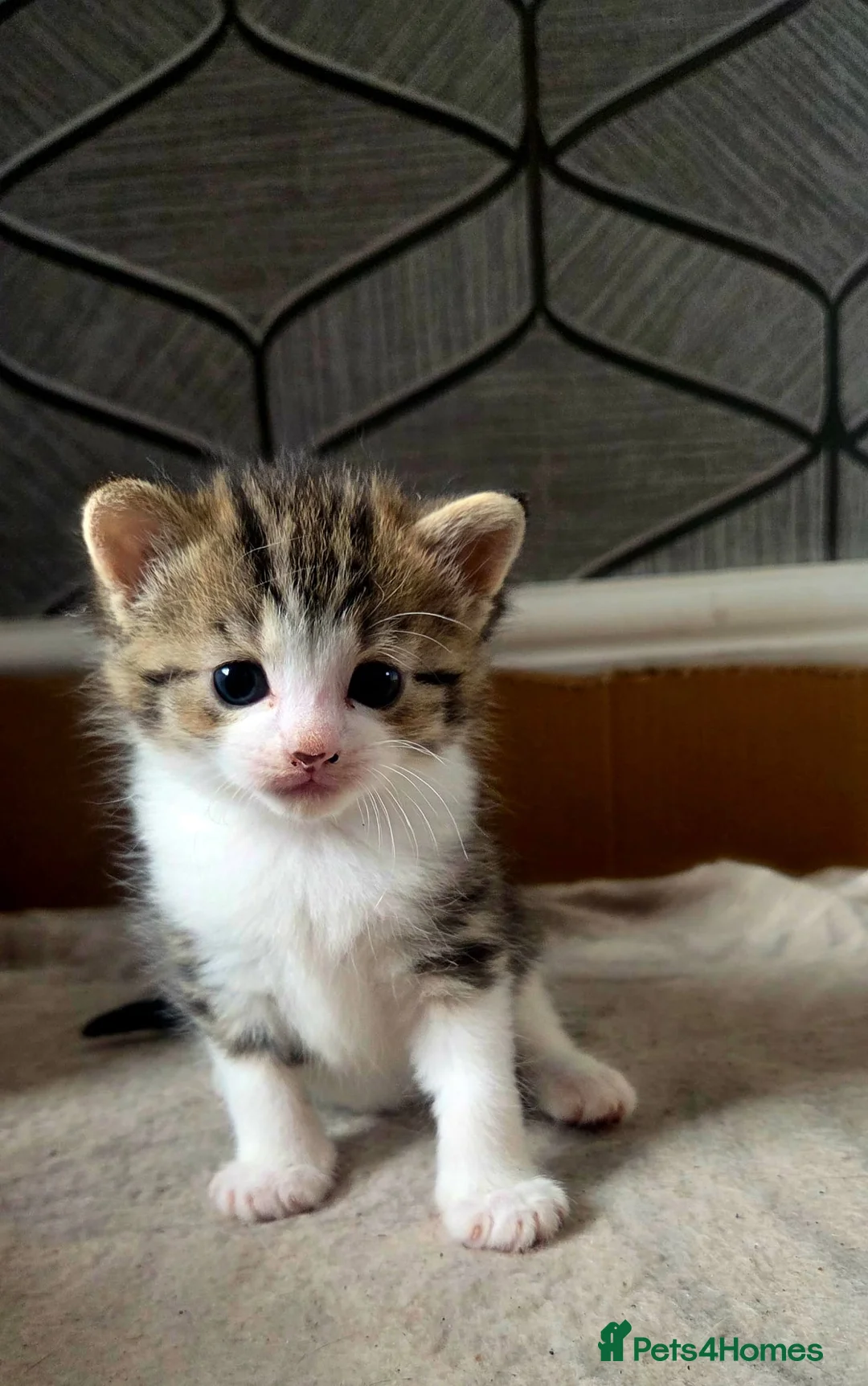 Mixed Breed cats for sale: kittens for sale - Advert 2