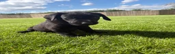 Labrador Retriever dogs for sale: Hereditary clear puppies, absolute beautiful   in Newport - Advert 14