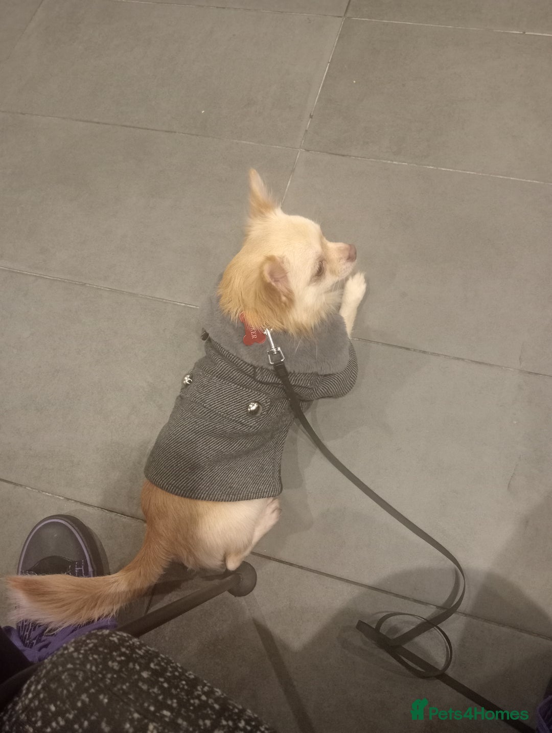 Chihuahua dogs for stud: Stud blonde chihuahua  - Advert 9