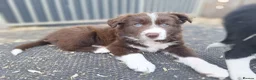 Border Collie dogs for sale: Beautiful fluffy Collie Pups for Sale - Advert 10