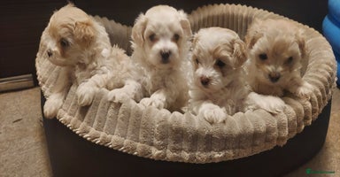 Maltipoo dogs - Advert 1