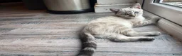 Mixed Breed cats for sale: Neutered male cat  - Advert 27