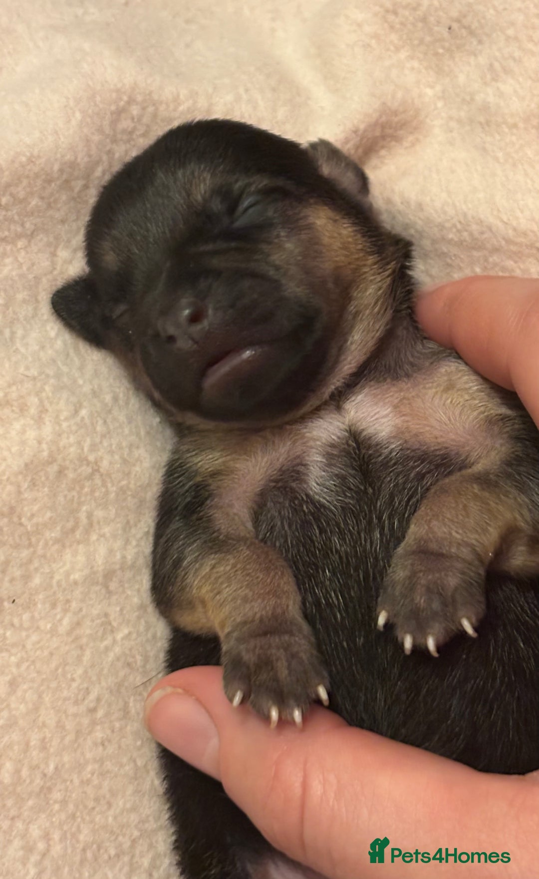 Jack Russell dogs for sale: Jack Russell puppies - Advert 3