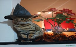 Mixed Breed cats for sale: Beutyful bengal babies wisbech 🐈😻 - Advert 30