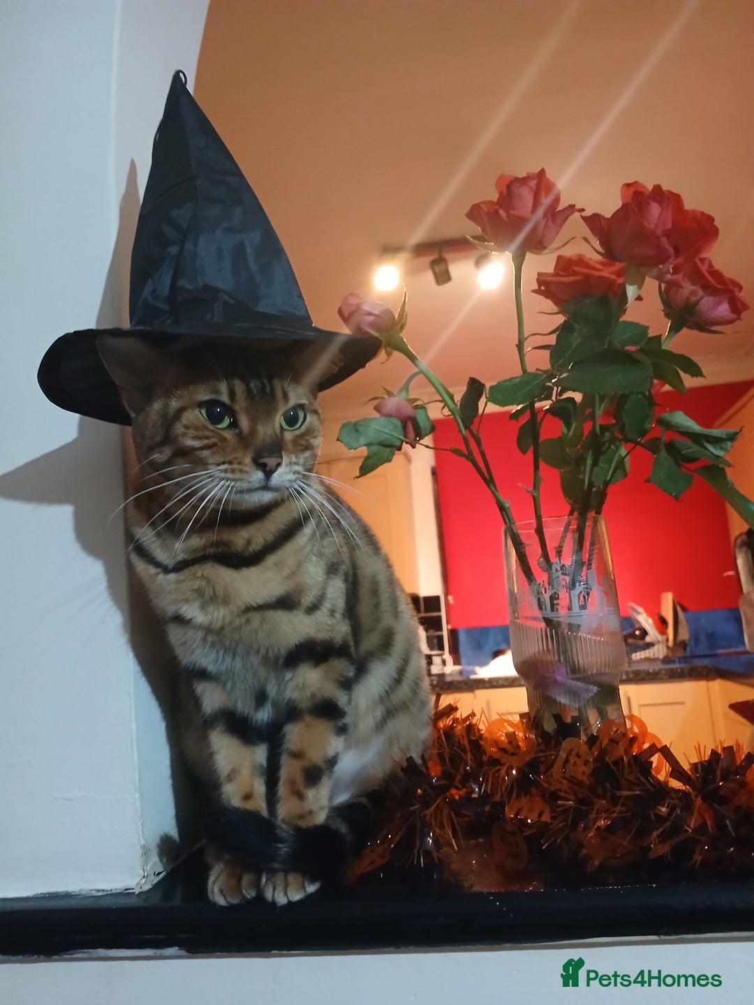 Mixed Breed cats for sale: Beutyful bengal babies wisbech 🐈😻 - Advert 30