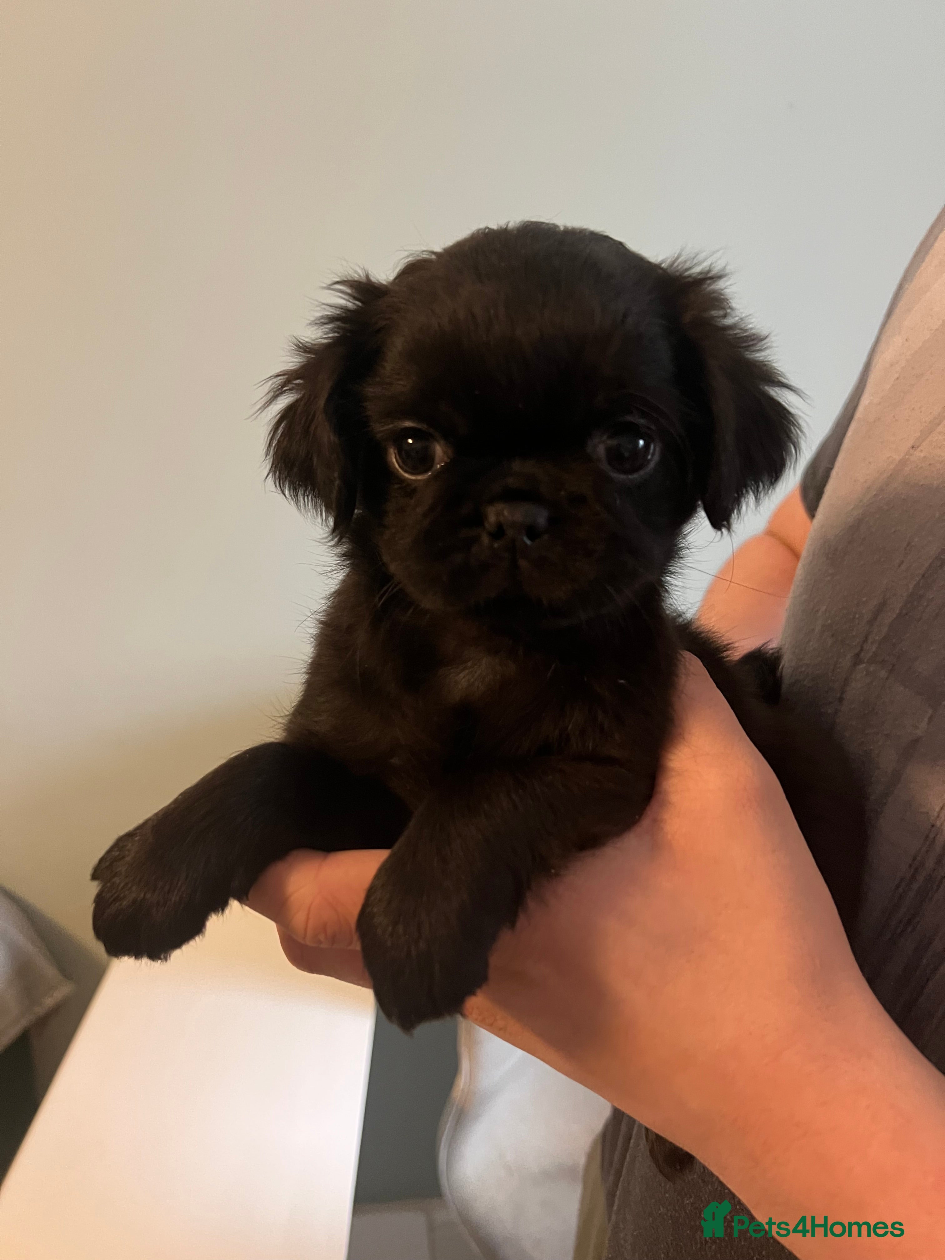 Pug dogs Ready 15th March Kc reg black full kc pedigree pug - Advert 3