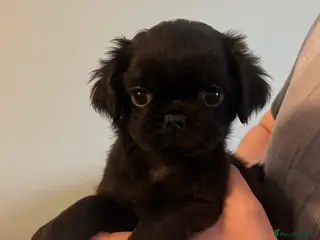 Pug dogs Ready 15th March Kc reg black full kc pedigree pug - Advert 3