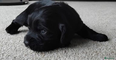 Cocker Spaniel dogs - Advert 8