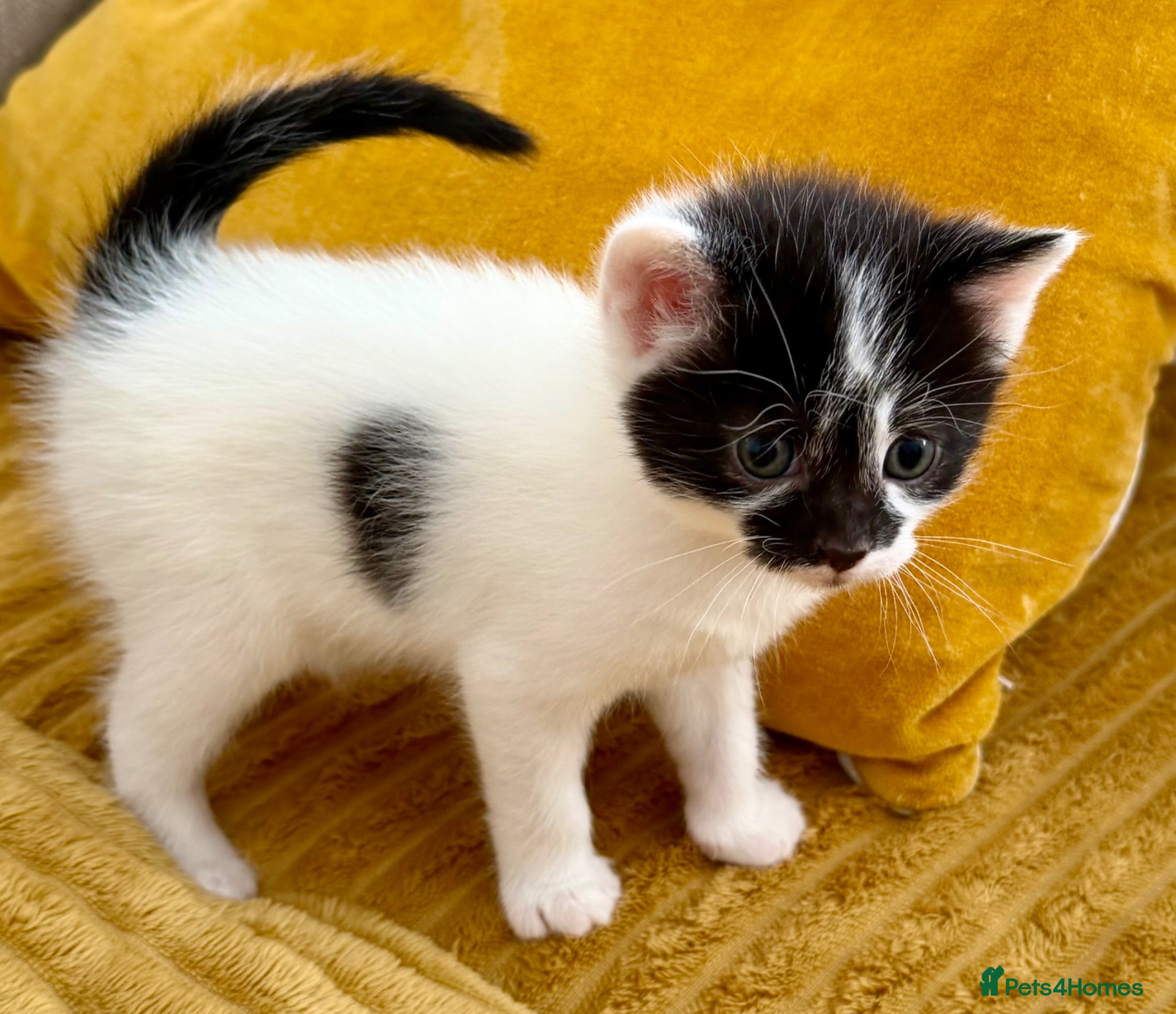 Mixed Breed cats for sale: Gorgeous, lovely Tabby kittens looking for home💕 - Advert 12