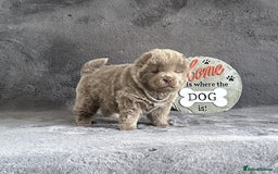 Chow Chow dogs for sale: Exotic colour Pure chow chow puppies for sale  - Image 12