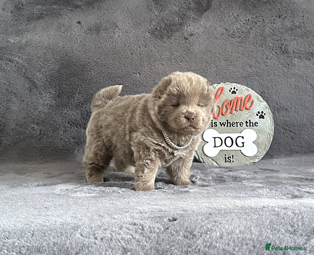 Chow Chow dogs for sale: Exotic colour Pure chow chow puppies for sale  - Image 12