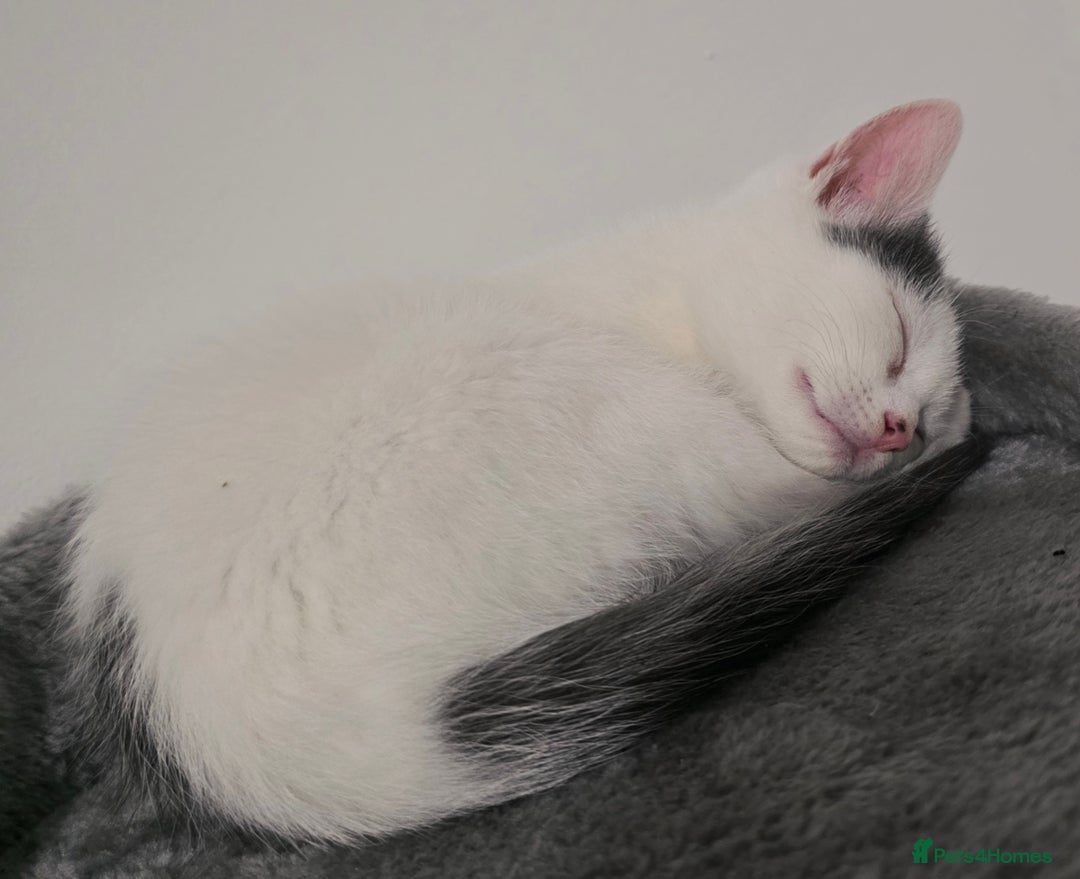 Mixed Breed cats for sale: 💫Looking To Rehome Our Gorgeous Girl Snowy💫 - Advert 1