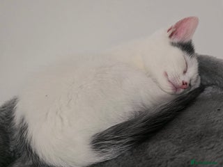 Mixed Breed cats 💫Looking To Rehome Our Gorgeous Girl Snowy💫 - Advert 2