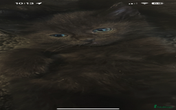 Mixed Breed cats for sale: Cuddly and playful kittens  - Image 2