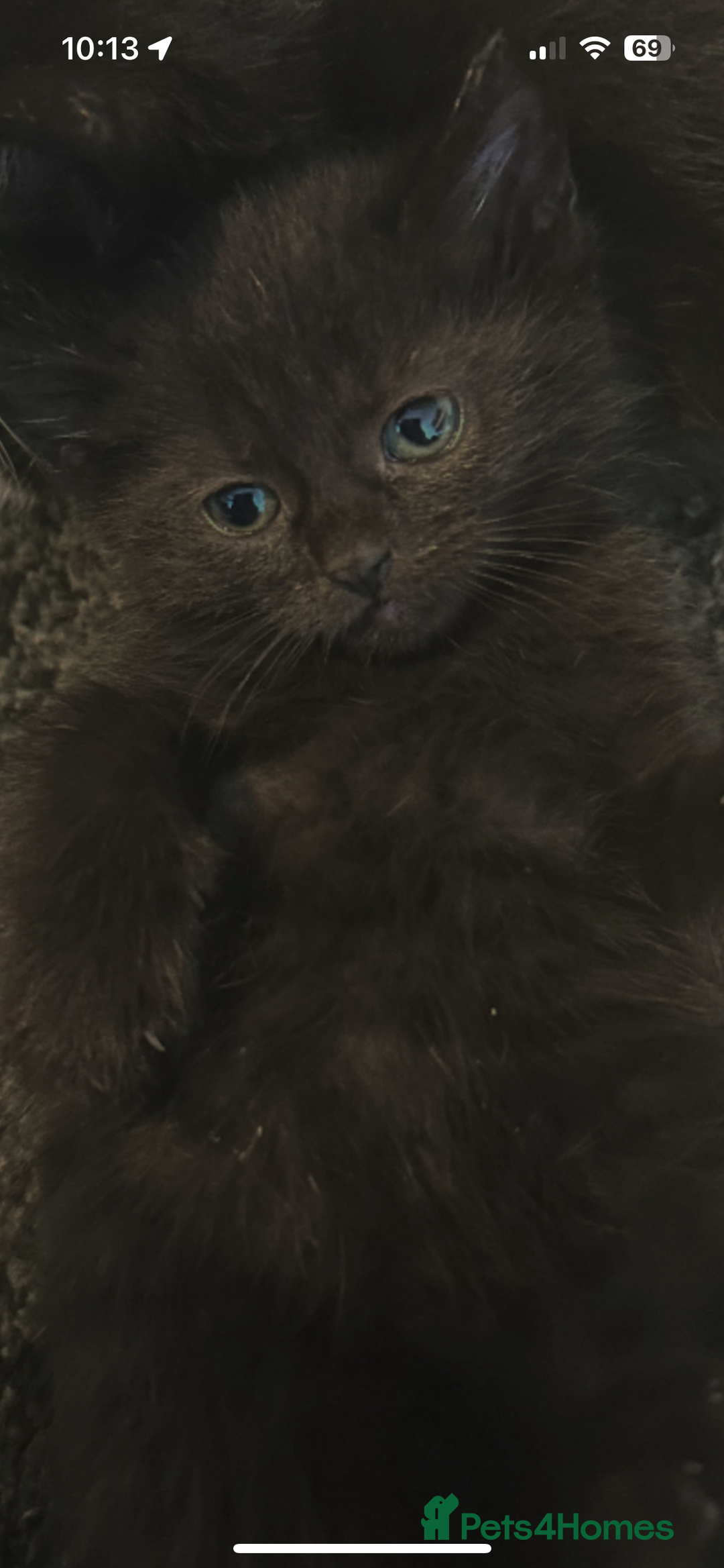 Mixed Breed cats for sale: Cuddly and playful kittens  - Image 2