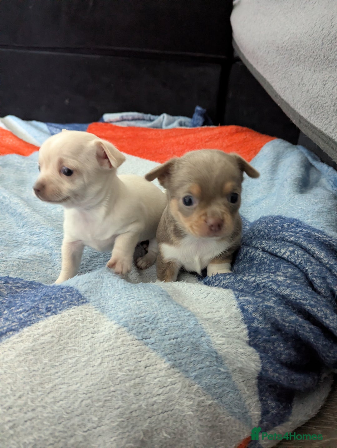 Chihuahua dogs for sale: 2 KC smooth coat boys - Advert 1