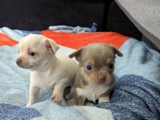 Chihuahua dogs 2 smooth coat boys - Advert 1