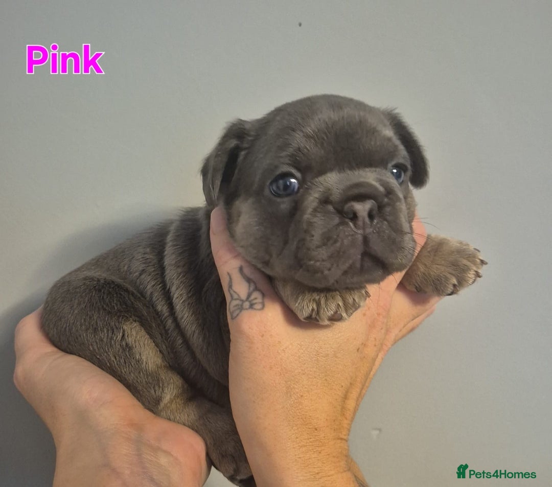 French Bulldog dogs for sale: Beautiful KC French bull dog puppies - Image 7