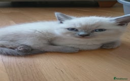 Ragdoll cats for sale: 4 stunning ragdoll kittens left - Image 12