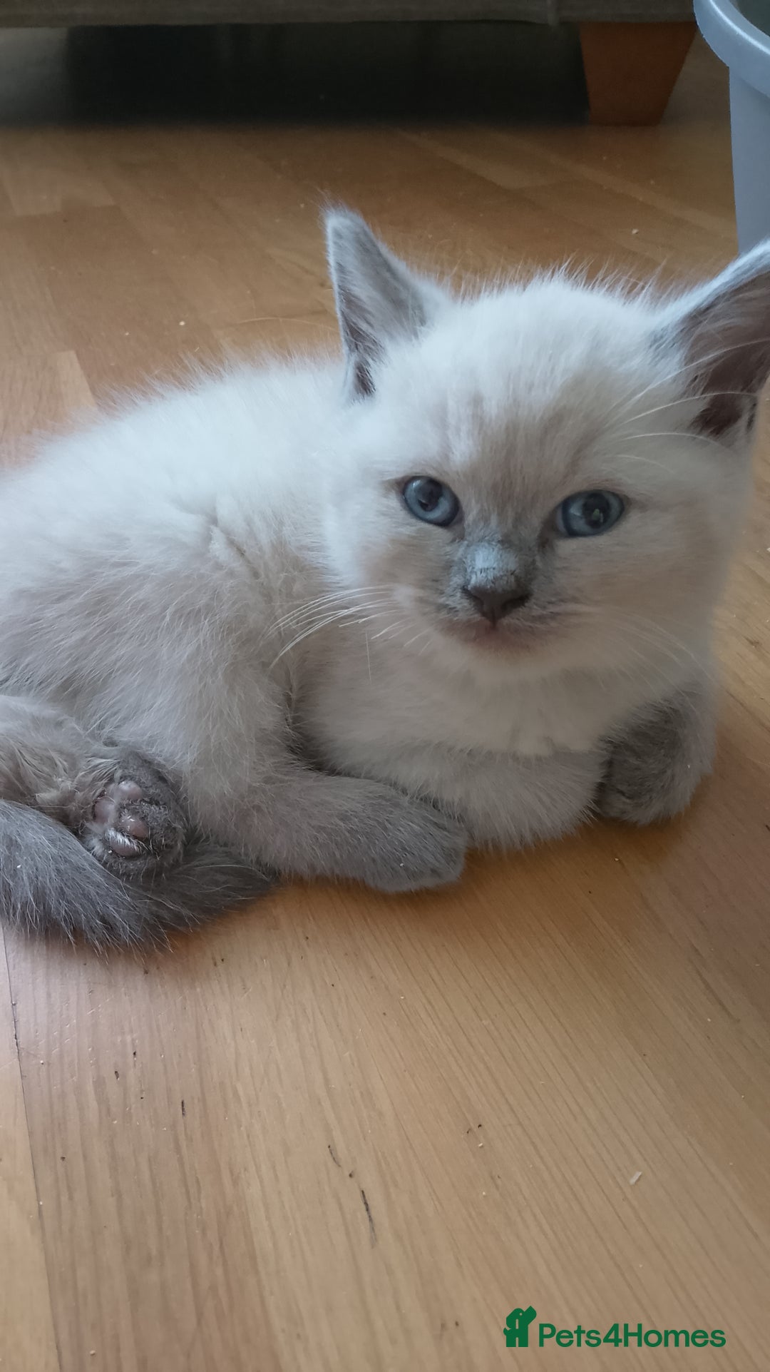 Ragdoll cats for sale: 4 stunning ragdoll kittens left - Image 12