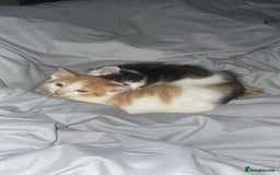 Mixed Breed cats for sale: Kittens for sale  - Image 7