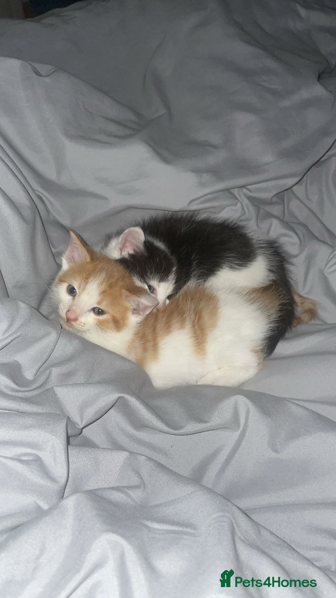 Mixed Breed cats for sale: Kittens for sale  - Image 7
