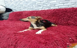 Mixed Breed dogs for adoption: 💖🐶 ADELE 🐶💖 - Image 6