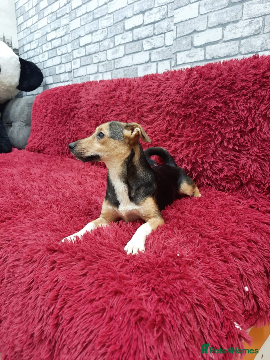 Mixed Breed dogs for adoption: 💖🐶 ADELE 🐶💖 - Image 6