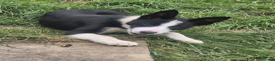 Border Collie Puppy 5