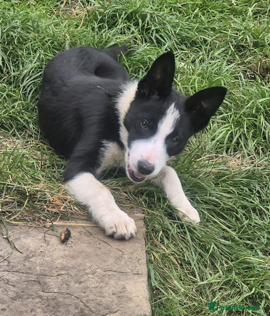 Border Collie dogs for sale: 3 Gorgeous border collie puppies for sale. - Image 7