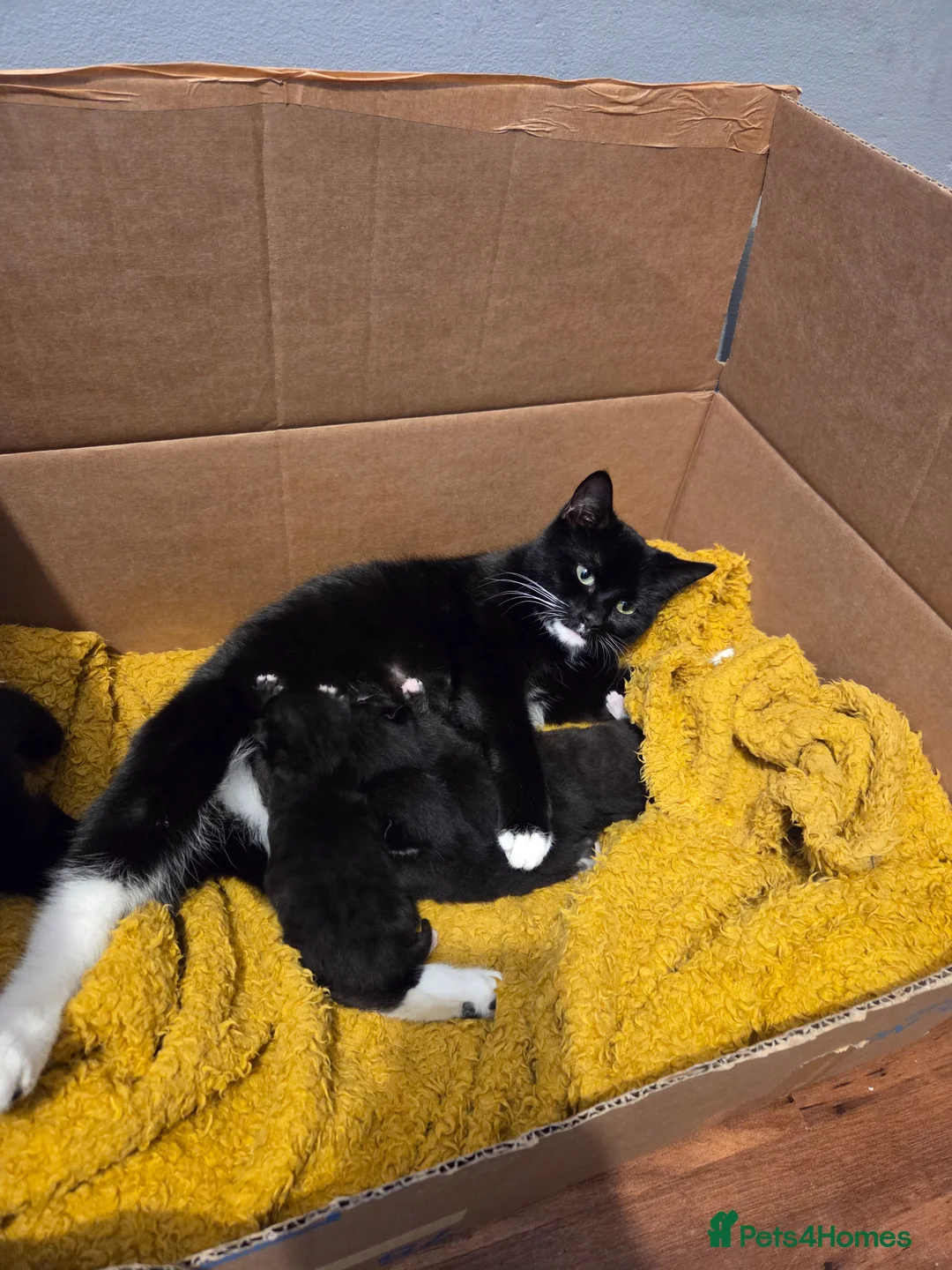 British Shorthair cats for sale: 3 beautiful kittens for sale - Advert 11