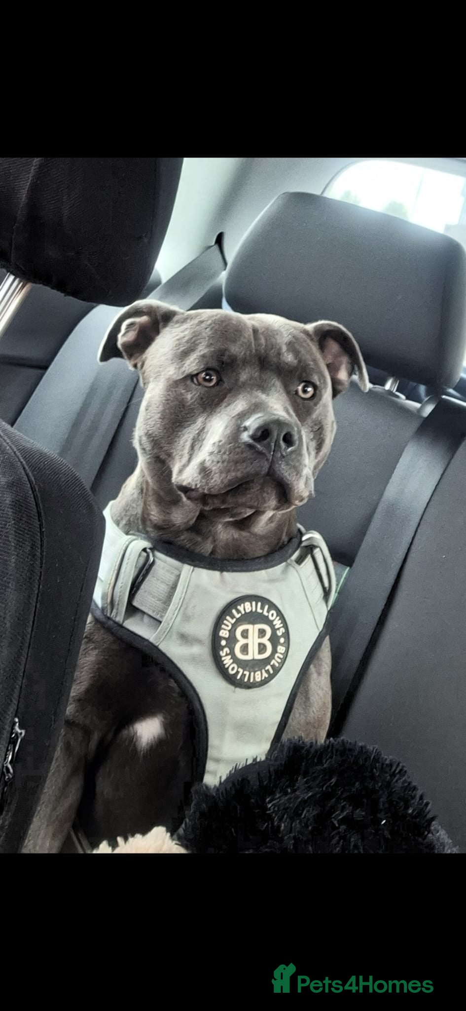 Staffordshire Bull Terrier dogs **FOR STUD** KC REGISTERED BLUE STAFF BULL TERRIOR - Advert 16