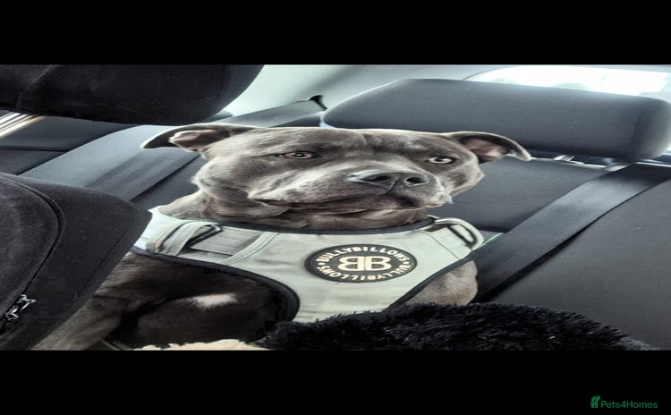 Staffordshire Bull Terrier dogs **FOR STUD** KC REGISTERED BLUE STAFF BULL TERRIOR - Advert 1