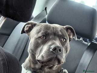 Staffordshire Bull Terrier dogs **FOR STUD** KC REGISTERED BLUE STAFF BULL TERRIOR - Advert 20