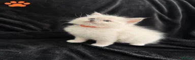 Ragdoll Kitten 5 orange 
